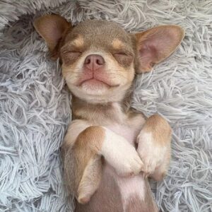 In small dog bed a dog is sleeping