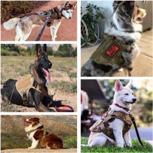 Dog harness