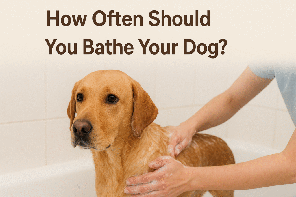 How Often Should You Bathe Your Dog?