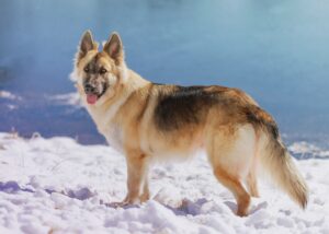 Different dog coat types including double coat dogs, long-haired breeds, short-haired dogs, and non-shedding dog breeds