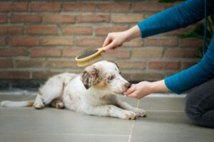 Dog owner brushing a dog's coat before bath time to remove loose fur and improve grooming results.