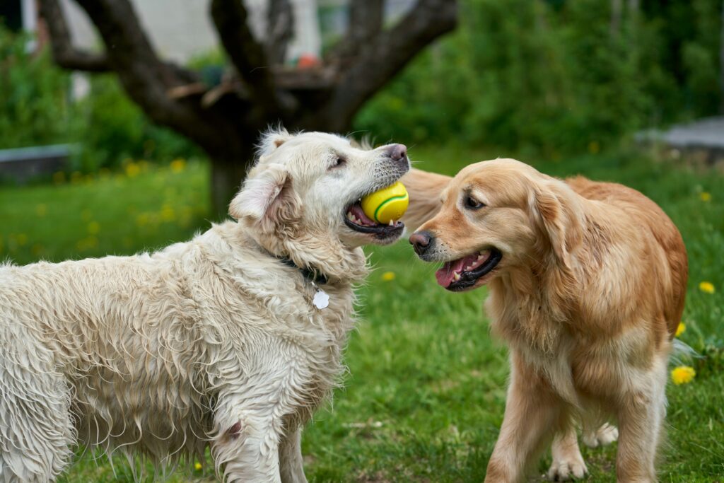 Dog playing with a durable chew toy made for aggressive chewers and long-lasting use.