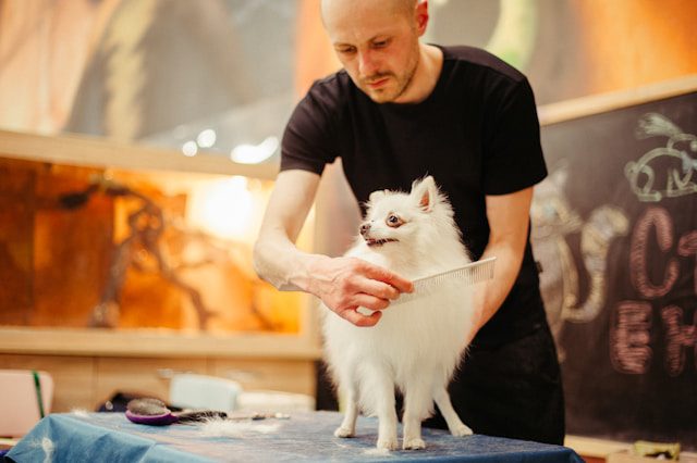 How to Introduce Grooming Tools to a Nervous Pet