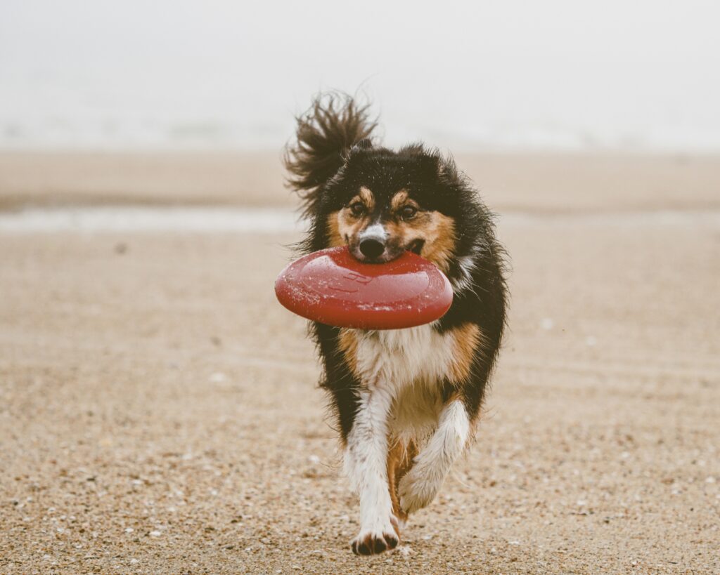 Dog chewing a durable long-lasting chew toy designed for aggressive chewers and large breed dogs