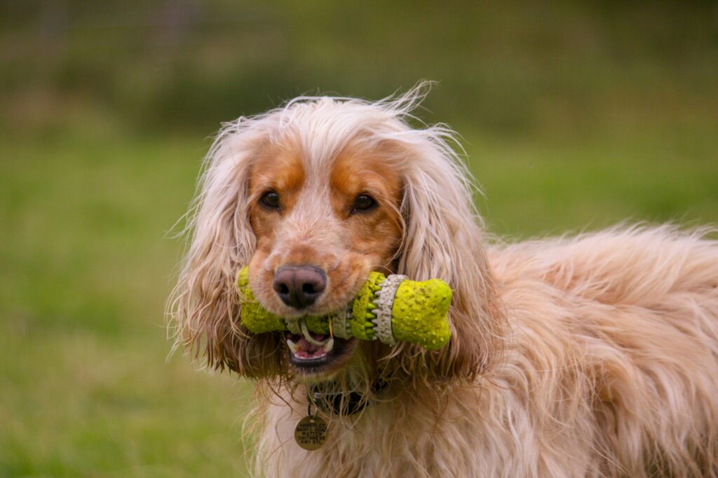 Choose a Safe Chew Toy for Aggressive Chewers | Clapaw