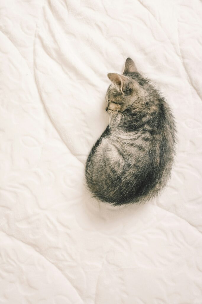Why is My Cat Urinating on the Bed?