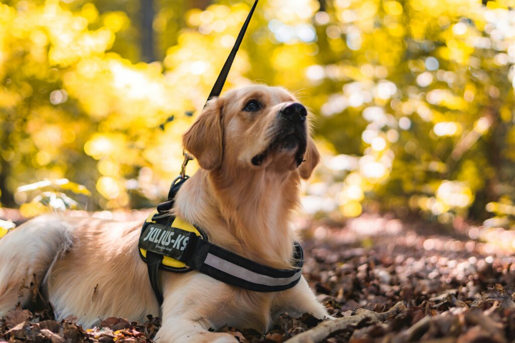 Measure Your Dog for a Harness Correctly