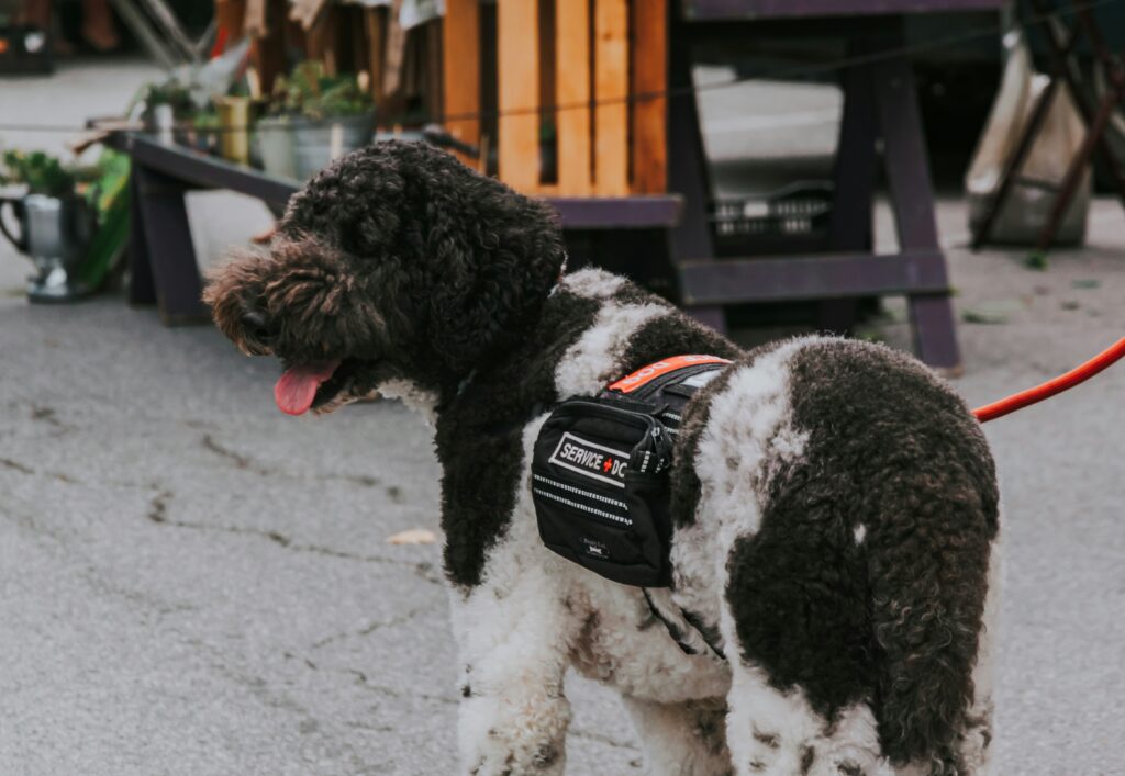 Front Clip vs Back Clip Dog Harness