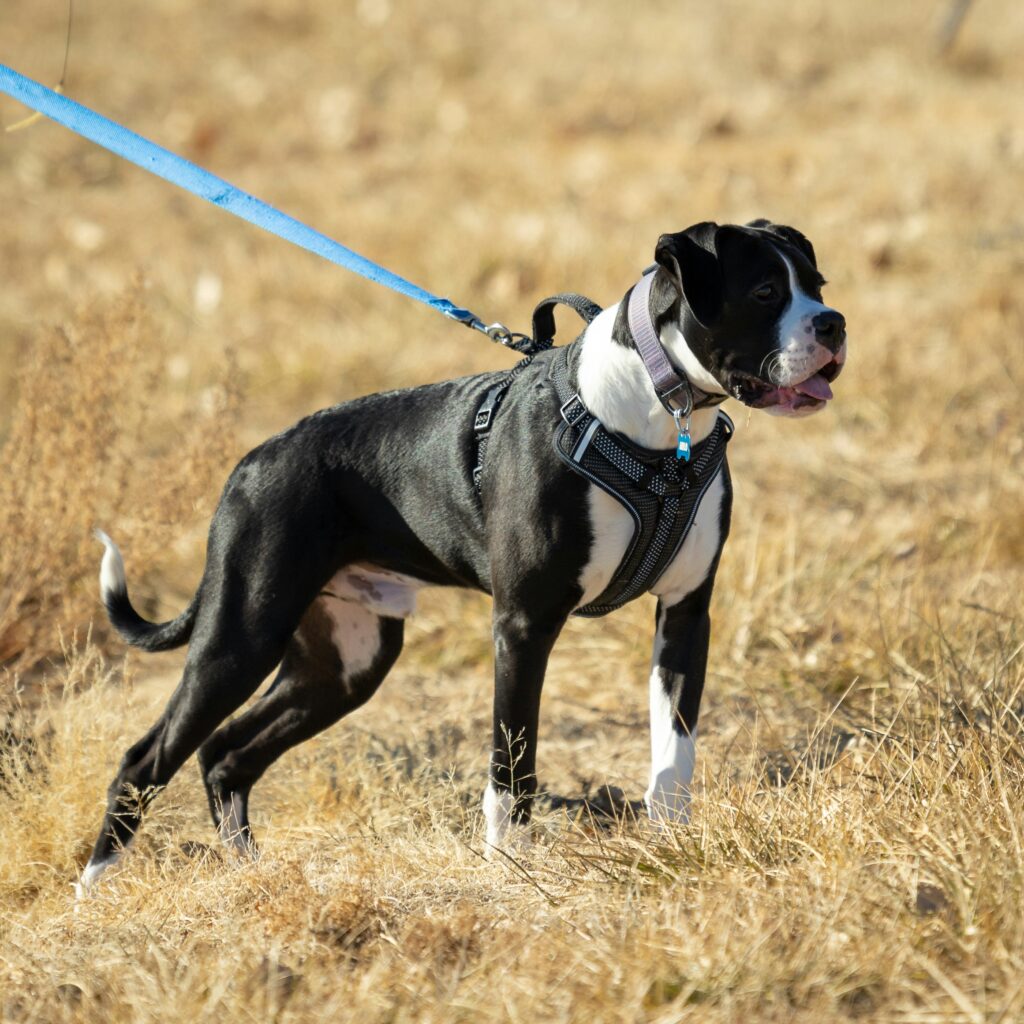 Maintenance & Cleaning No Pull Dog Harness