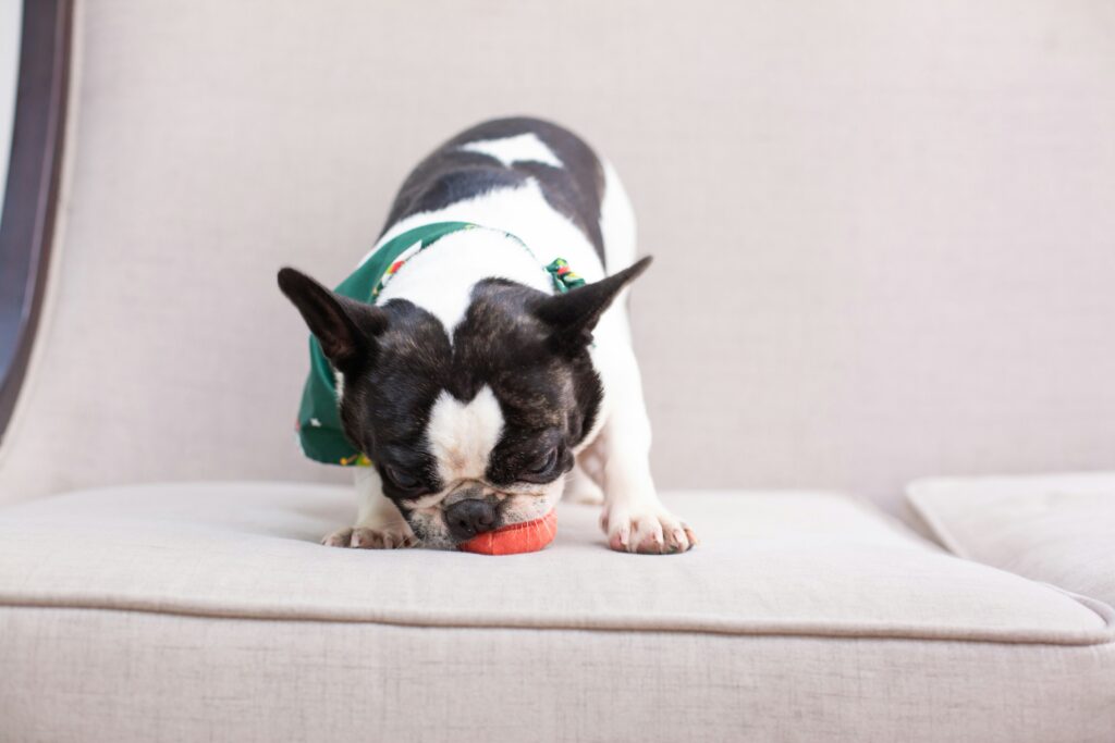 TPR rubber dog chew toy for aggressive chewers and large dogs