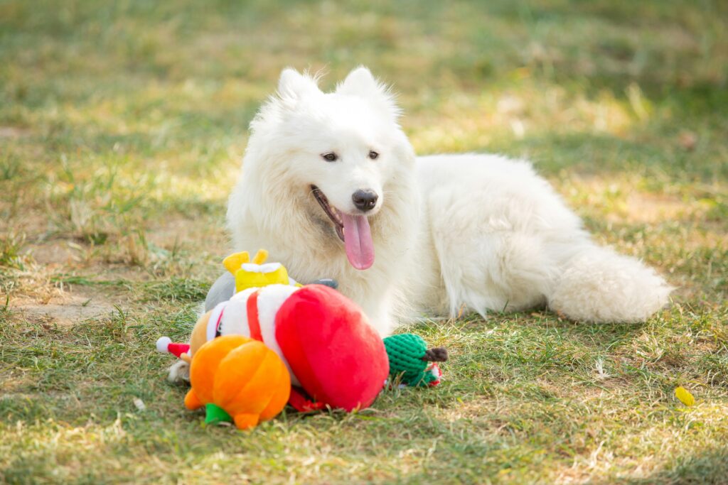 Large breed dog chewing a heavy-duty dog toy designed for durability and safe play.