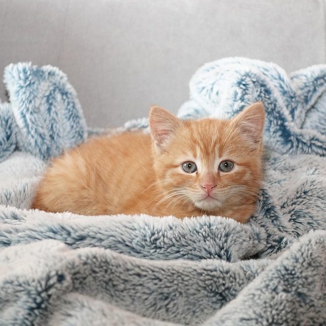 How to Introduce a New Bed or Toy to Your Pet Successfully
