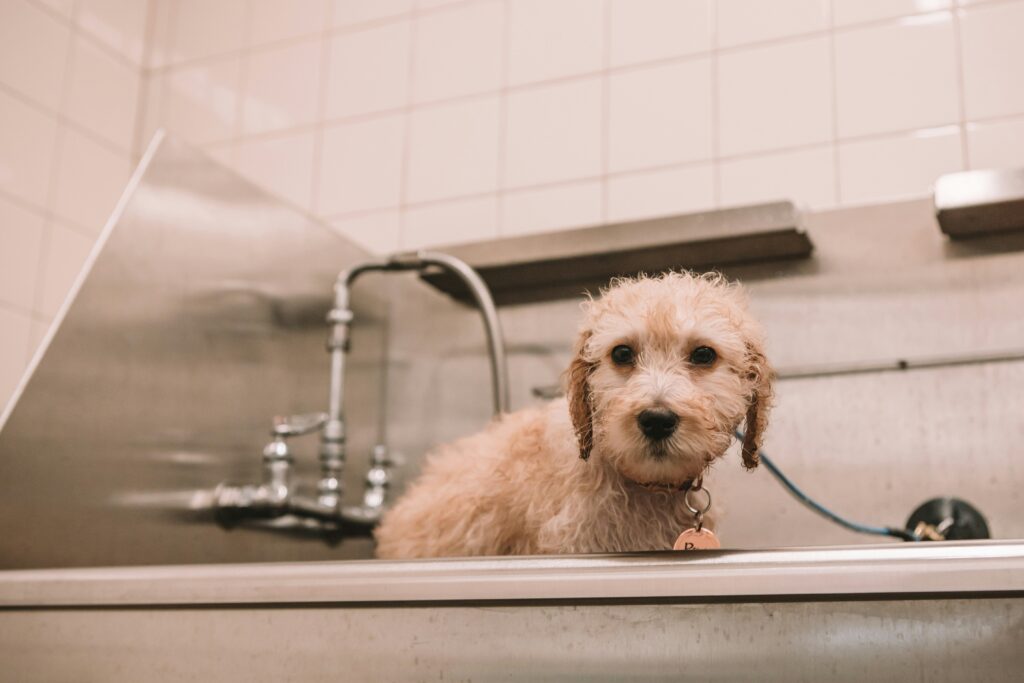 Dog receiving a gentle massage during bath time with a silicone pet grooming brush for healthy skin and coat care.