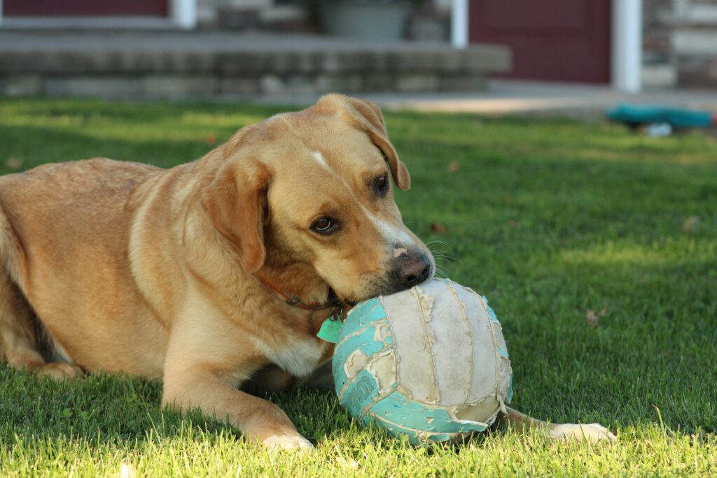 Interactive Dog Toys for Large Dogs: Benefits, Features & Buying Guide