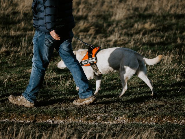 Signs Your Dog’s Harness Does not Fit Right