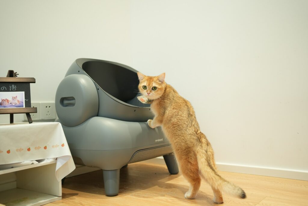 How to Clean an Automatic Litter Box