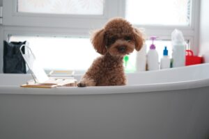 Choosing the right shampoo for dogs and cats based on coat type, skin condition, and grooming needs.
