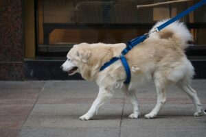 Properly fitted dog harness for daily walks