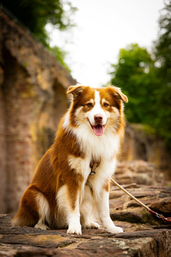 Dog wearing a comfortable dog training harness during a walk