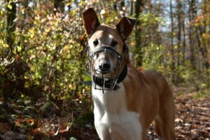 Food-grade silicone pet products including dog bowls, cat feeding mats, grooming brushes, and pet accessories designed for safe everyday use.