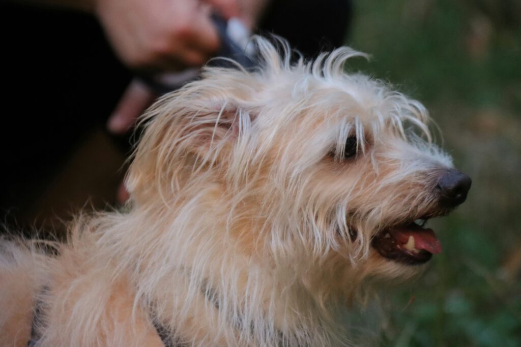 Dog shedding fur during grooming session with a pet brush