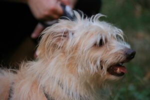 Dog shedding fur during grooming session with a pet brush